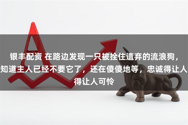 银丰配资 在路边发现一只被拴住遗弃的流浪狗，它不知道主人已经不要它了，还在傻傻地等，忠诚得让人可怜
